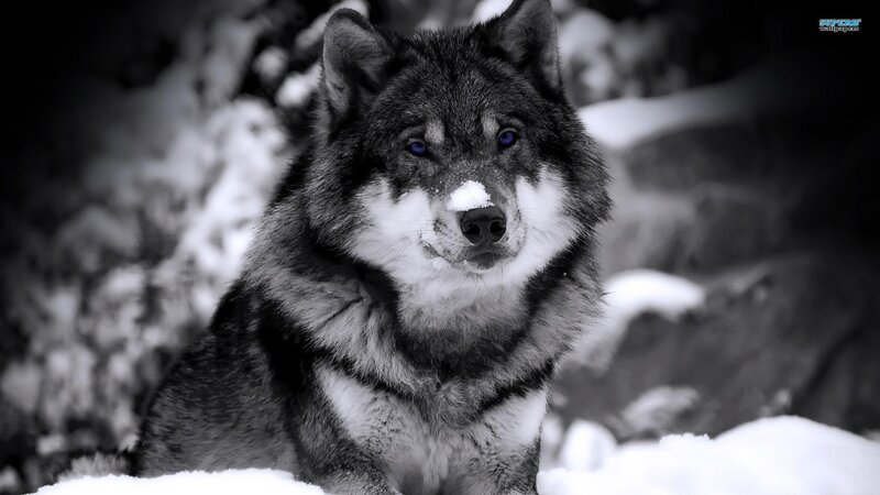 wolf in the snow