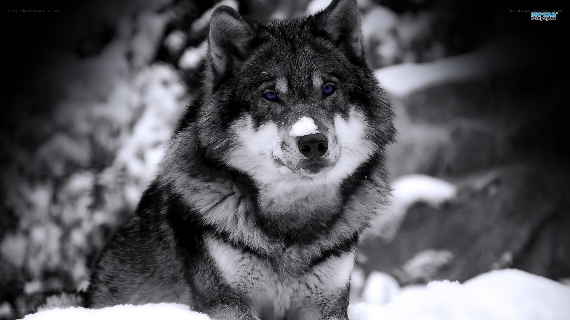 wolf in the snow