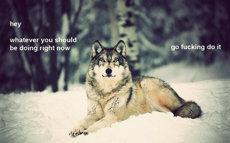 wolf in the snow