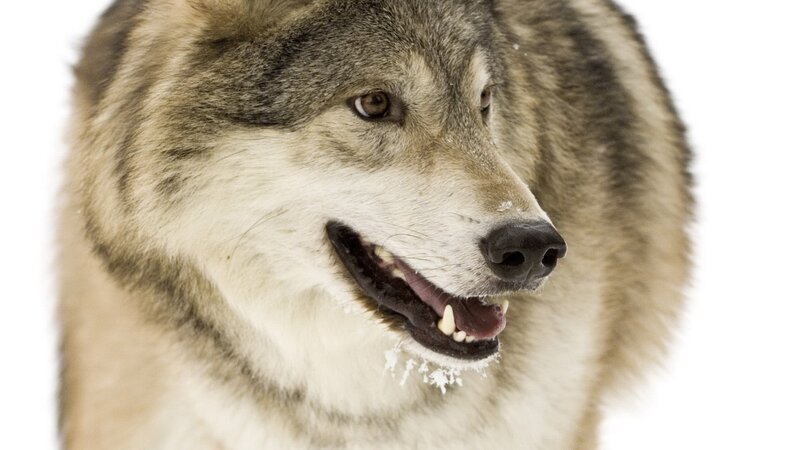 wolf in the snow