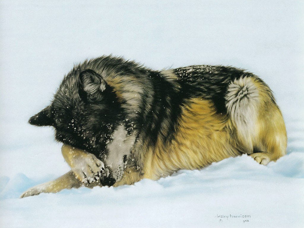 wolf in the snow