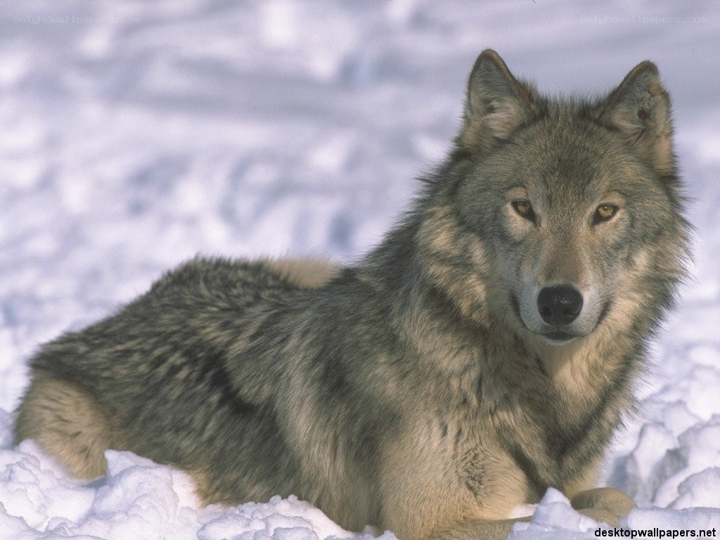 wolf in the snow