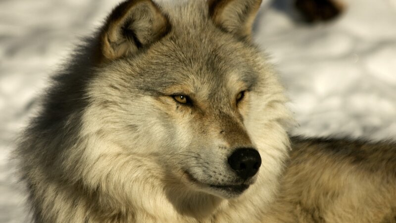 wolf in the snow