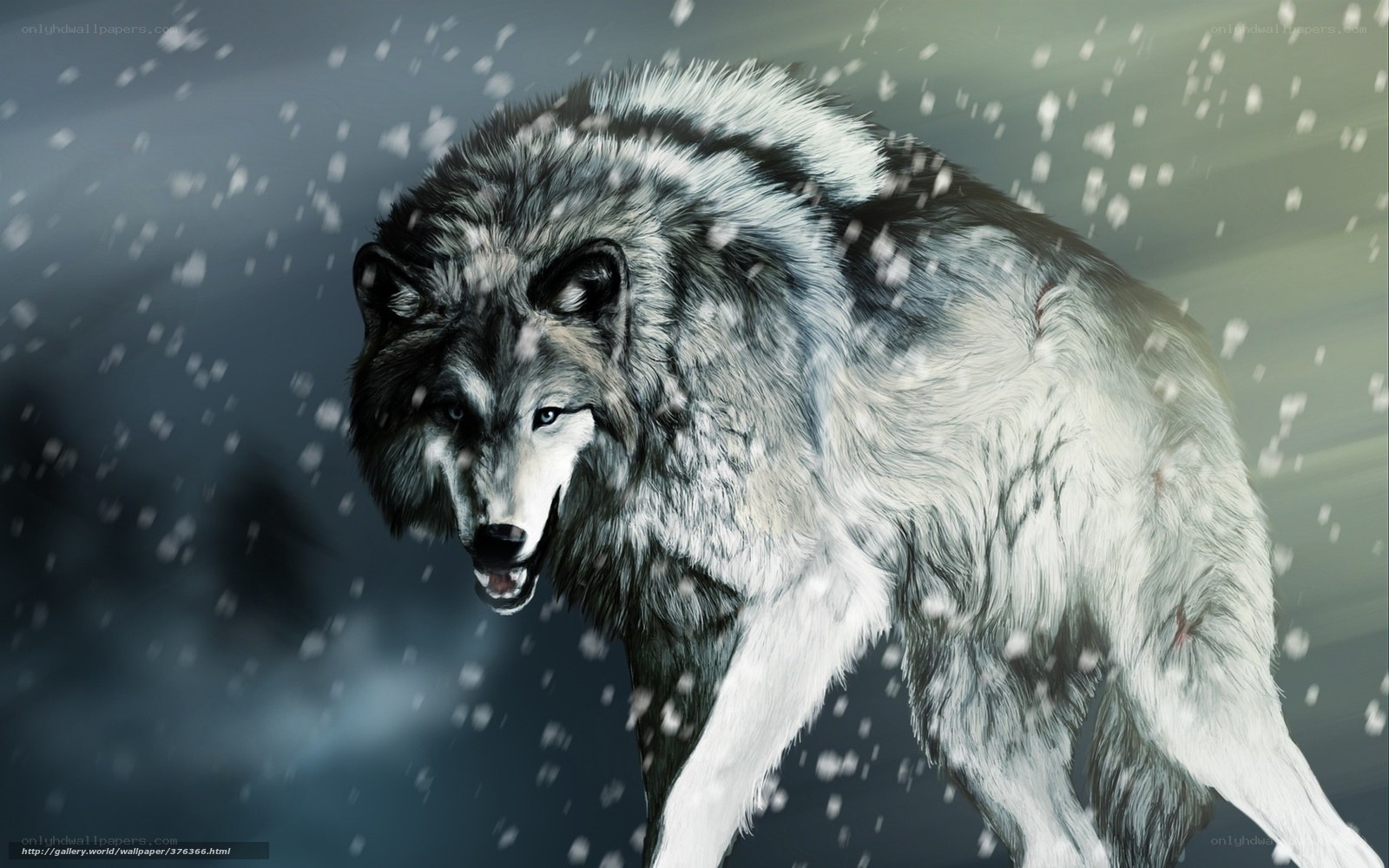 wolf in the snow
