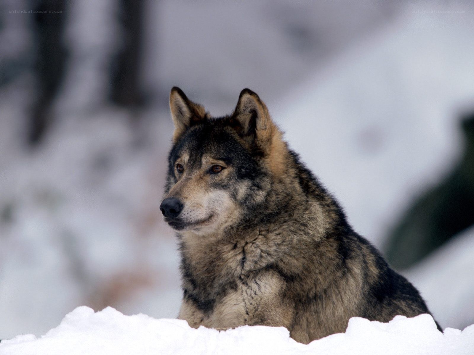 wolf in the snow