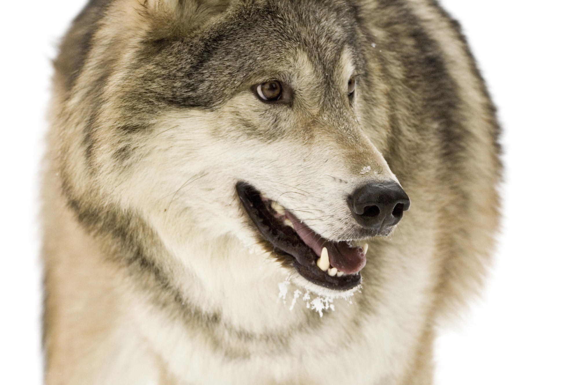 wolf in the snow