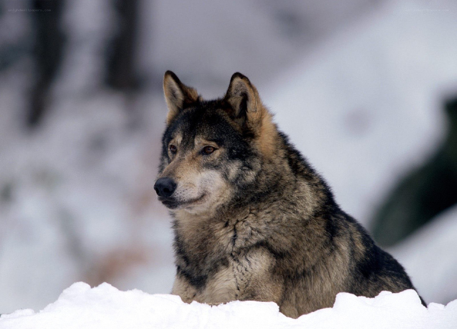 wolf in the snow