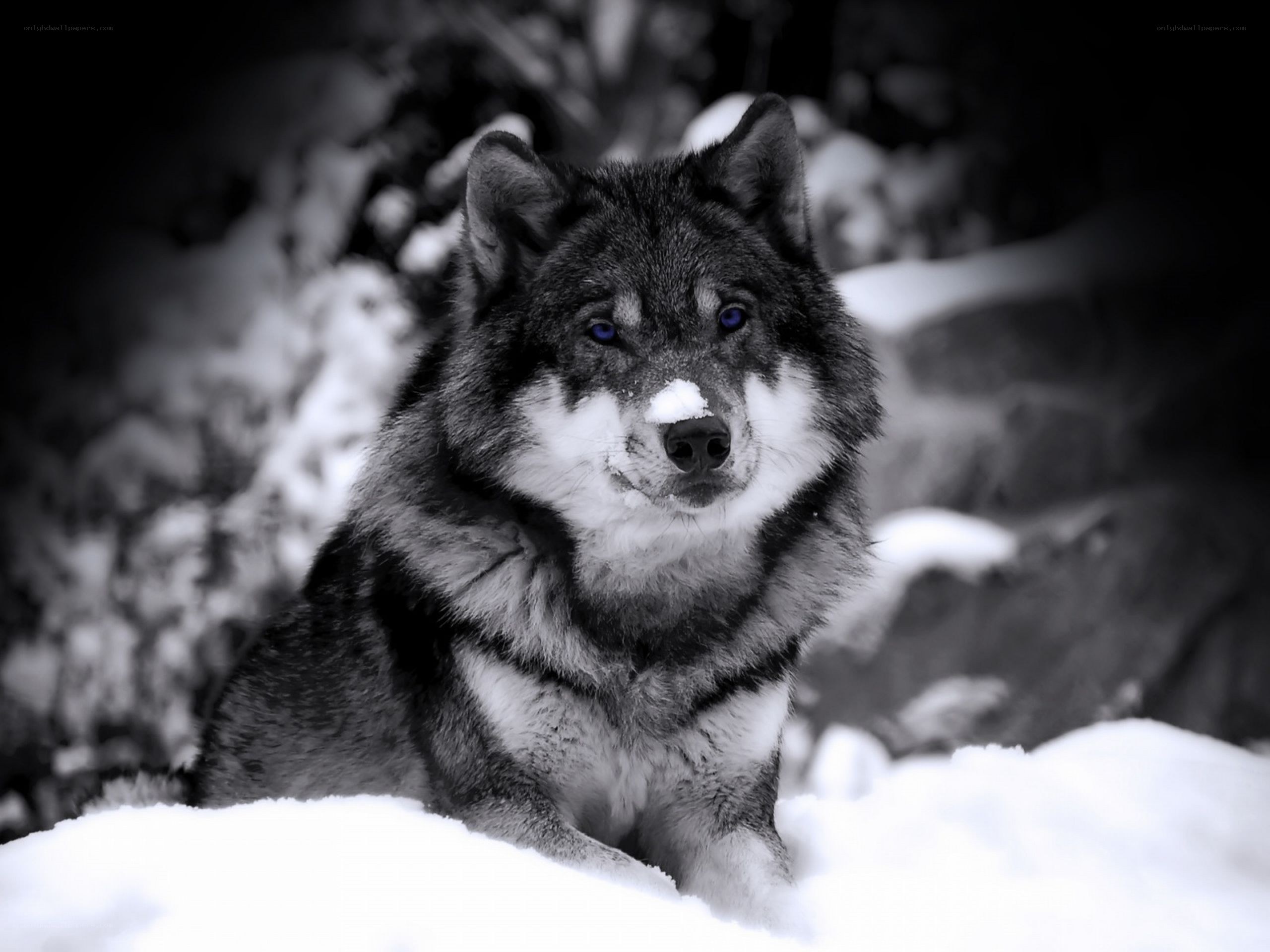 wolf in the snow