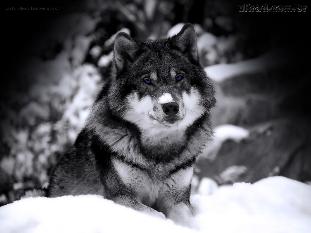 wolf in the snow