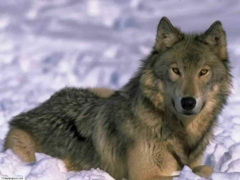 wolf in the snow