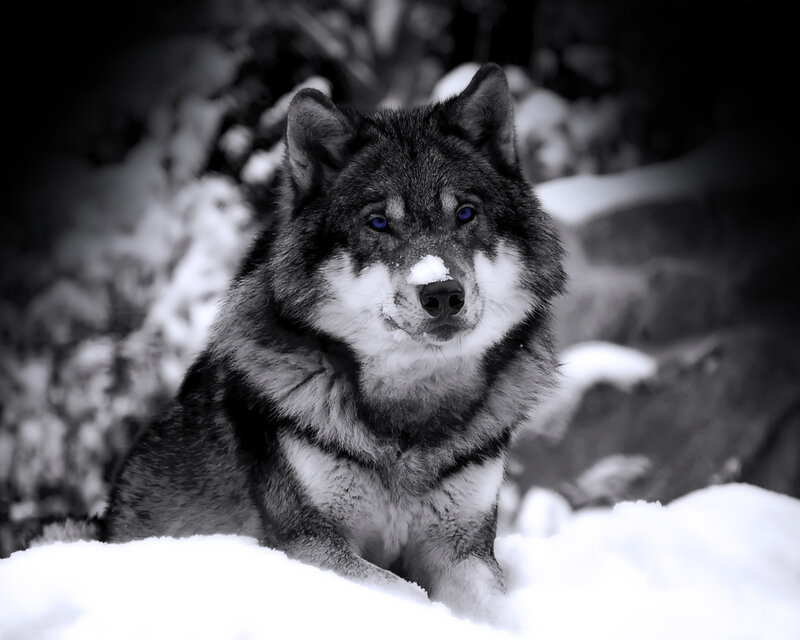wolf in the snow