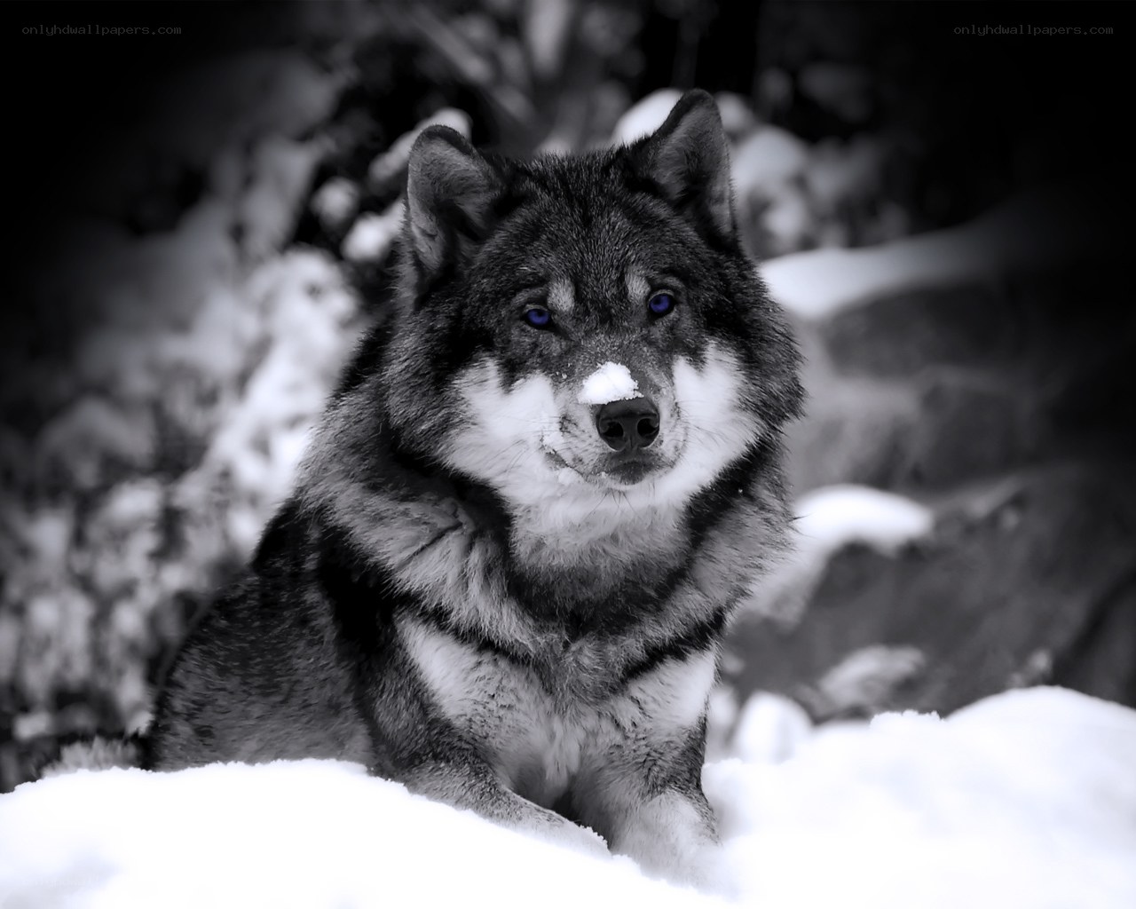 wolf in the snow