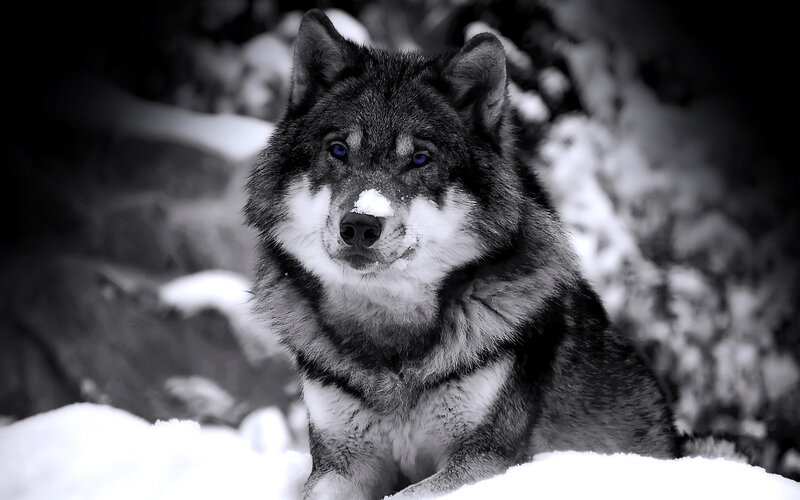 wolf in the snow