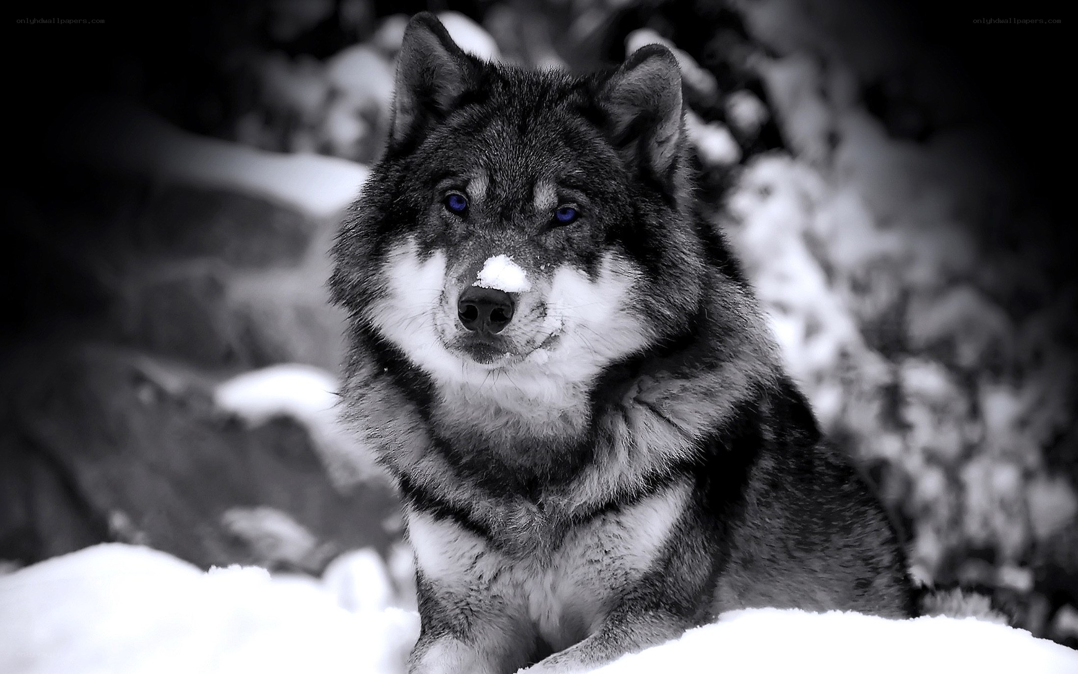 wolf in the snow