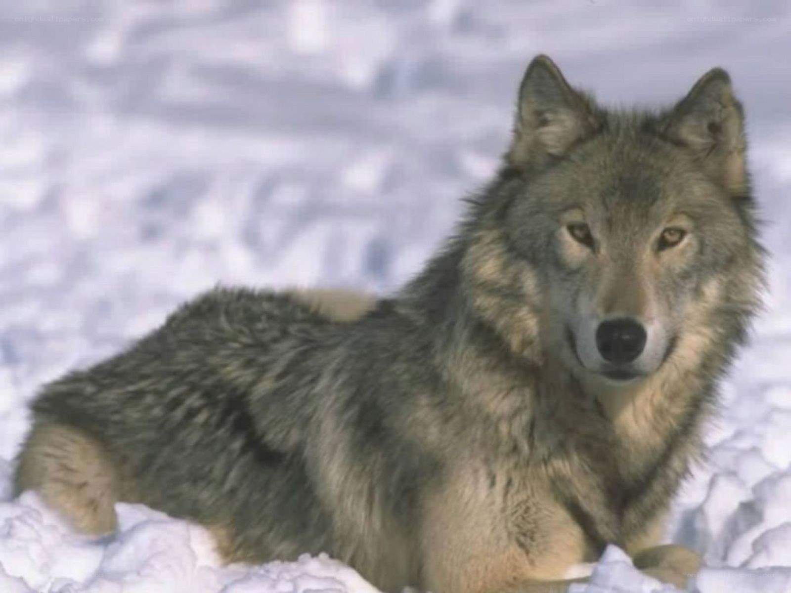 wolf in the snow