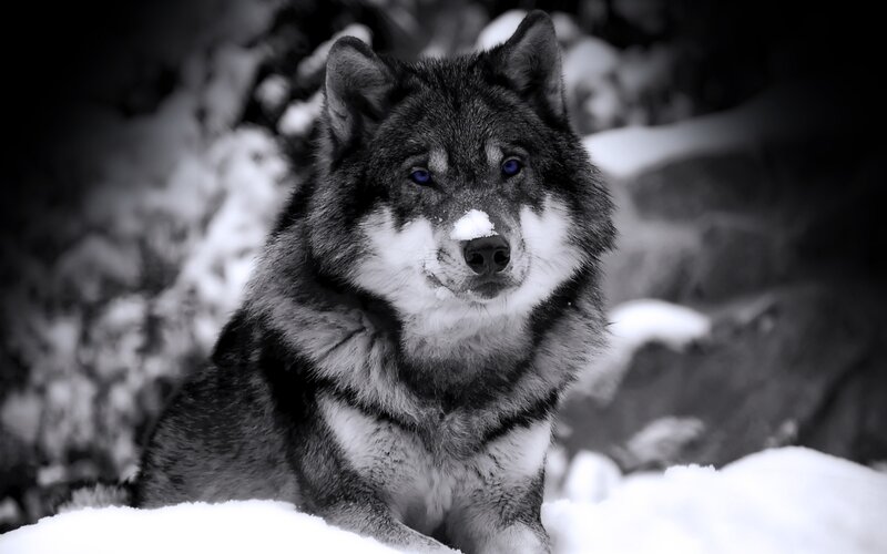 wolf in the snow