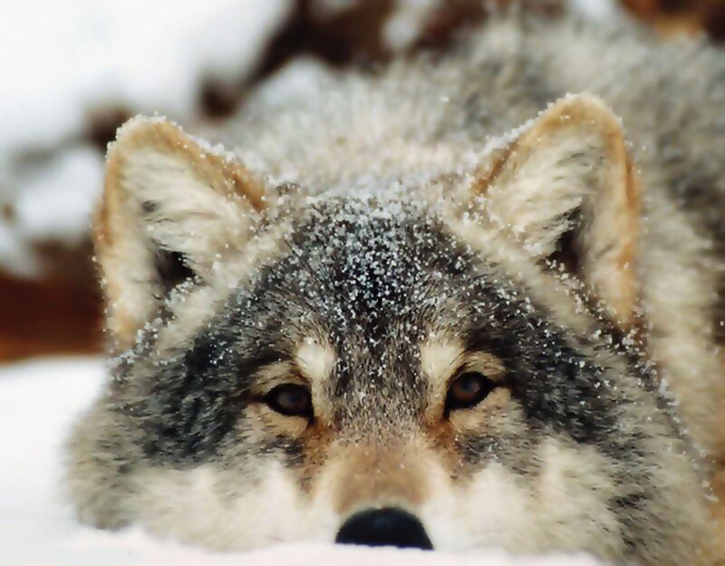 wolf in the snow