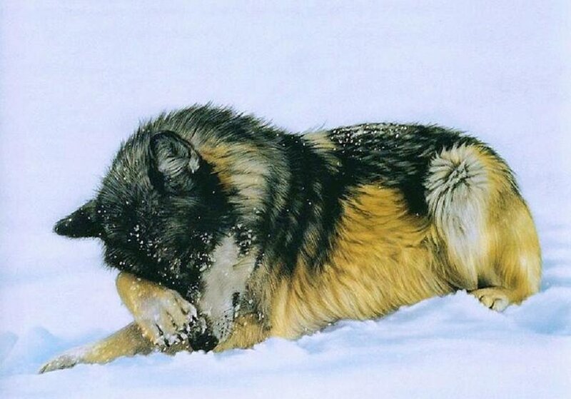 wolf in the snow
