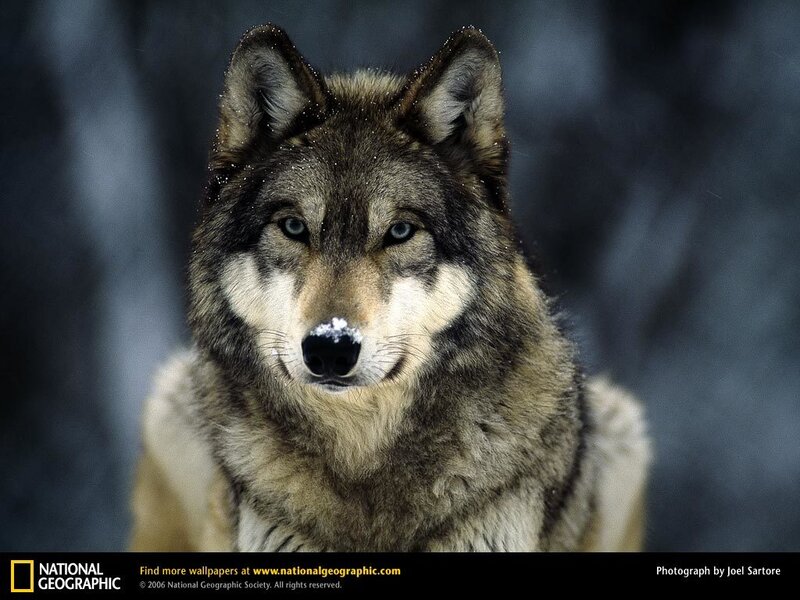 wolf in the snow