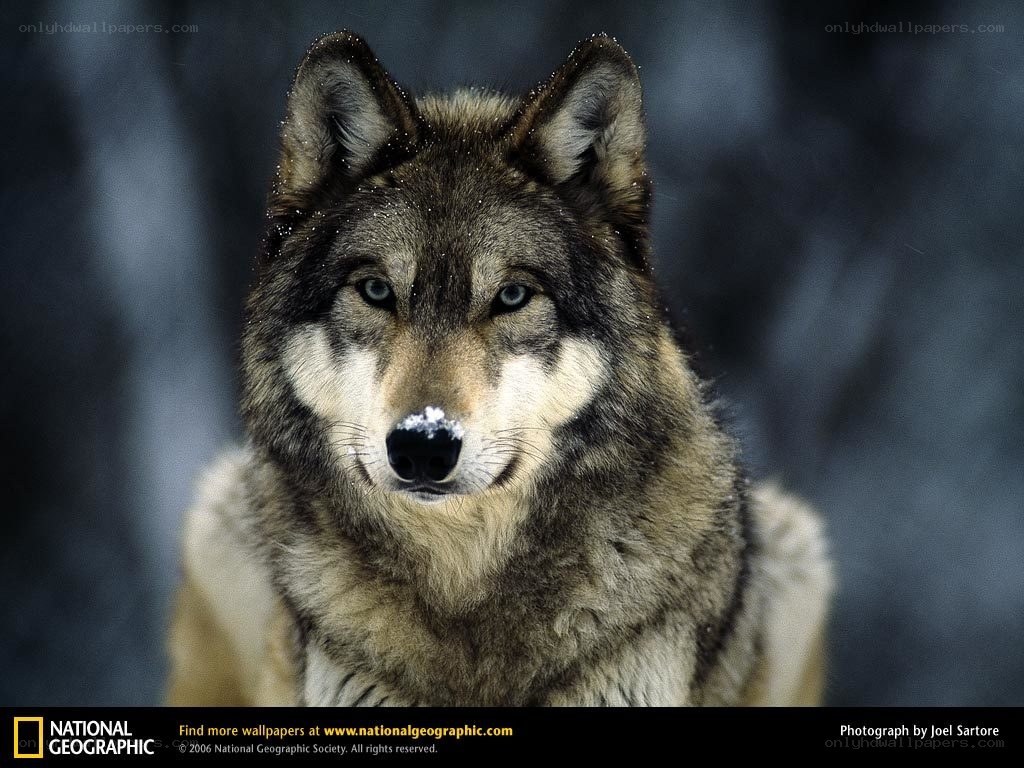 wolf in the snow