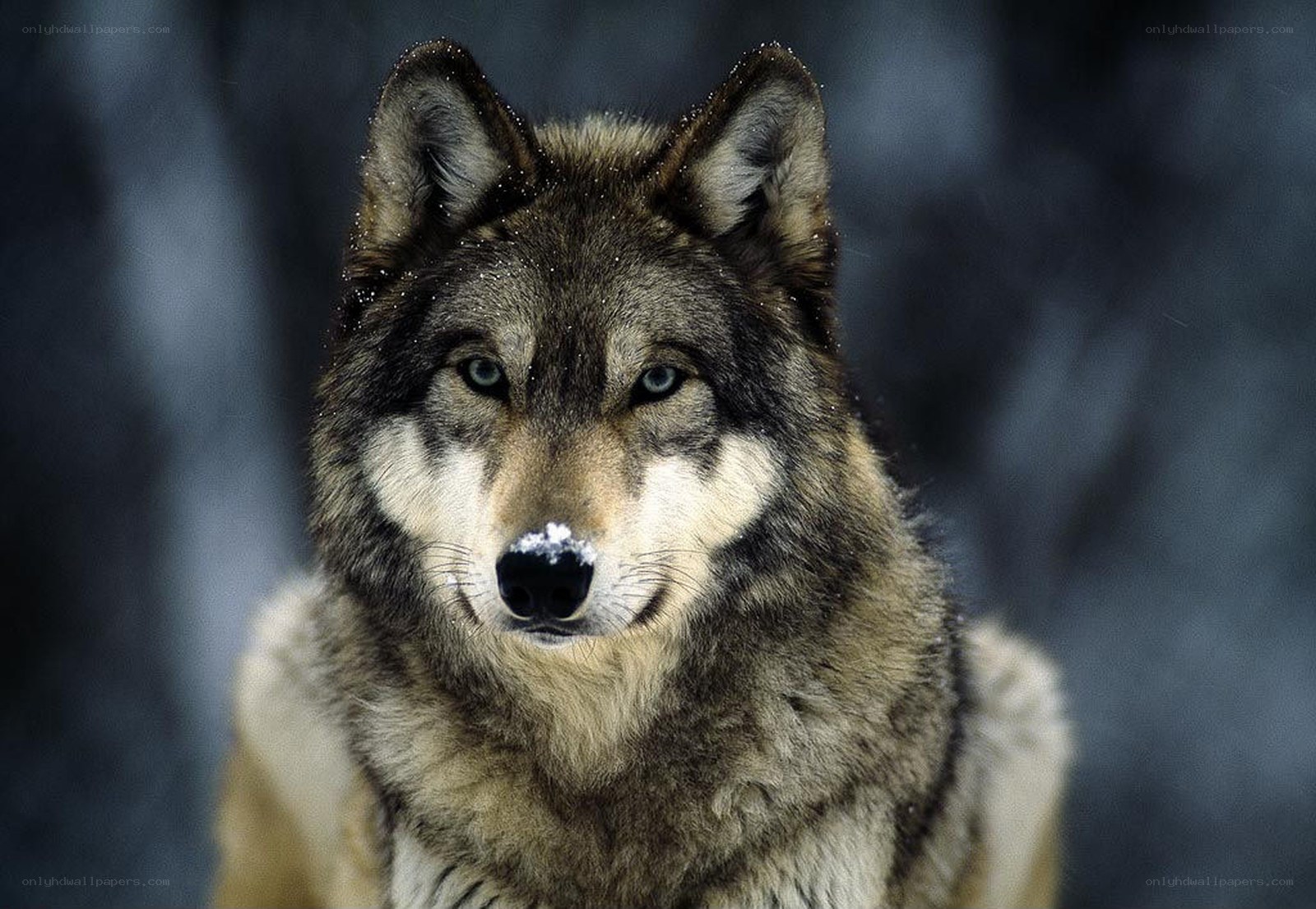 wolf in the snow