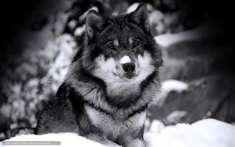 wolf in the snow