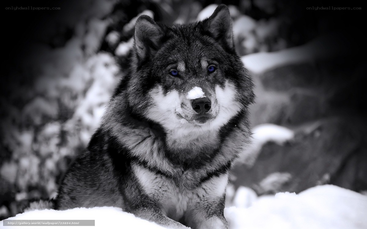 wolf in the snow