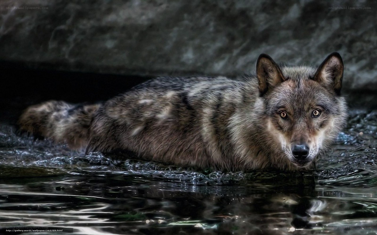 wolf in the water