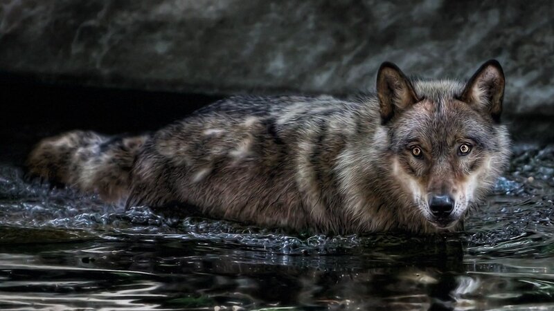 wolf in the water