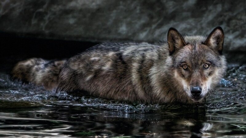 wolf in the water