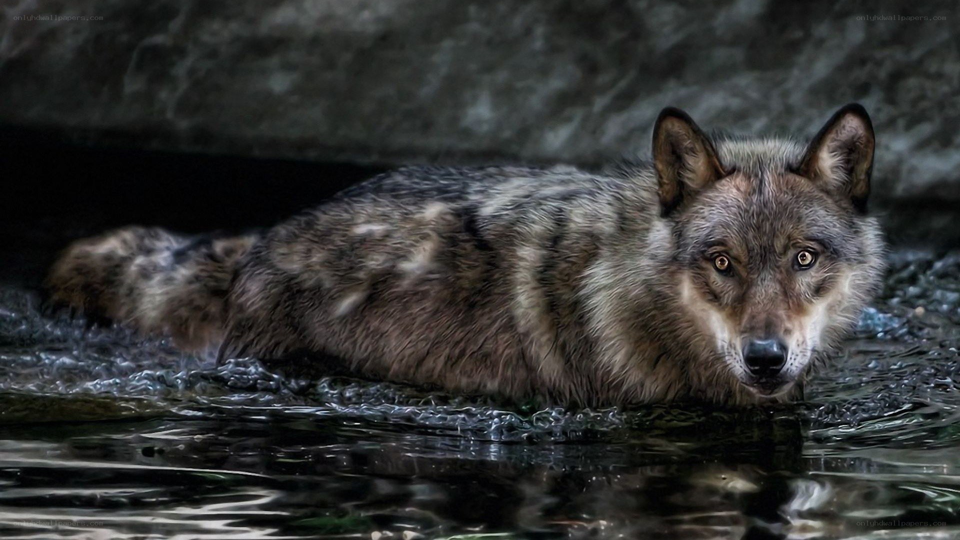 wolf in the water