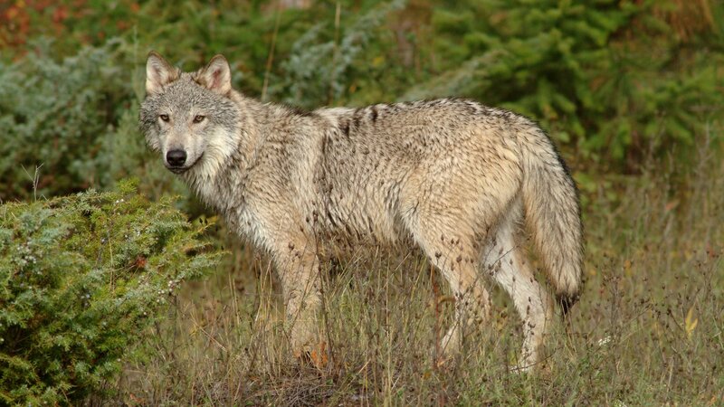wolf in the wild
