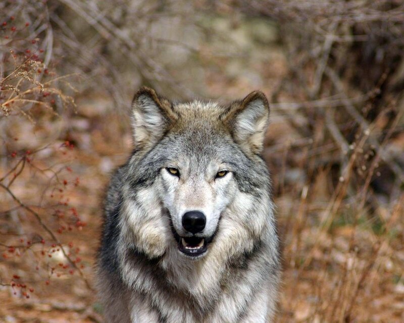 wolf in the wild