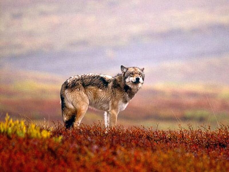 Wolf in Tundra
