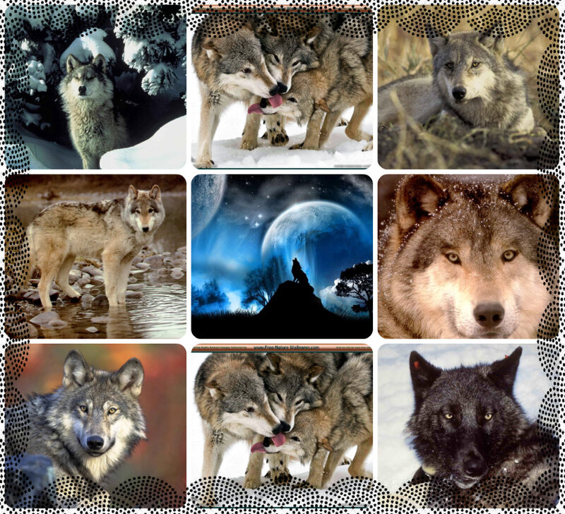 Wolf in Various Settings