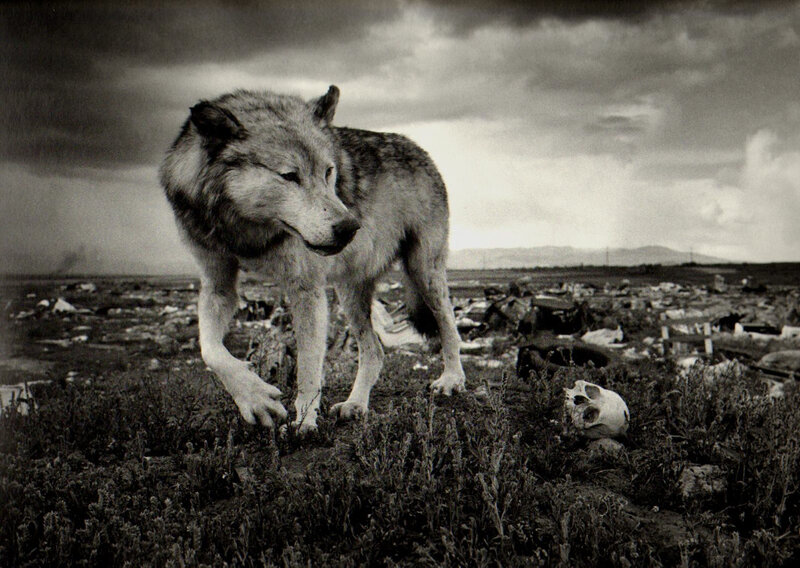 Wolf in Wasteland