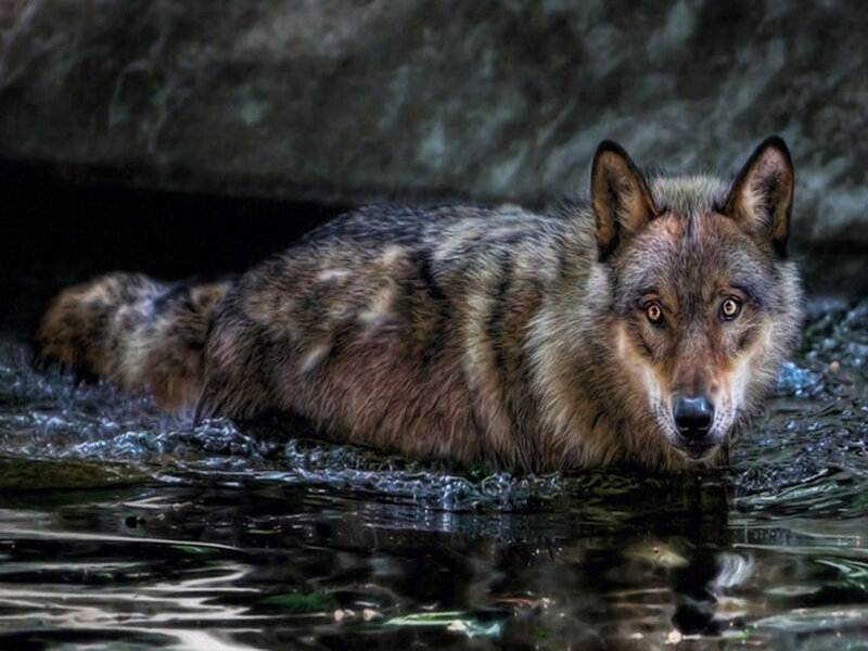 Wolf in Water — Brown, Alert