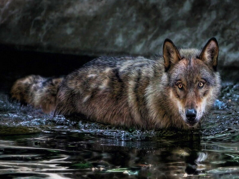 Wolf in Water — Brown