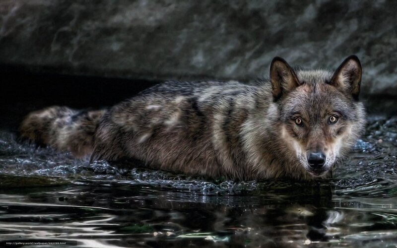 Wolf in Water — Gray, Dramatic, Photograph
