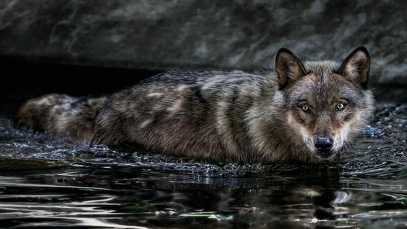Wolf in Water — Gray