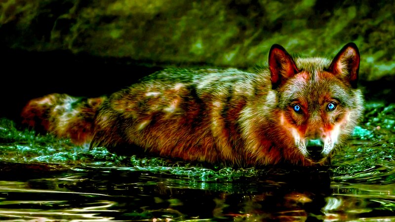 Wolf in Water — Green