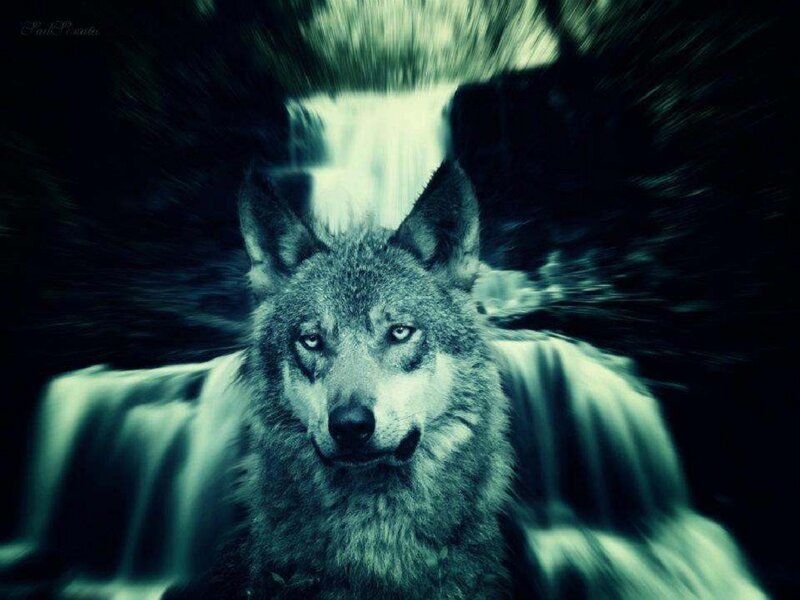 Wolf in Waterfall