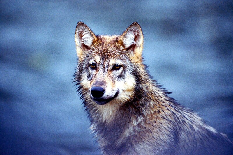 Wolf in Wet Fur