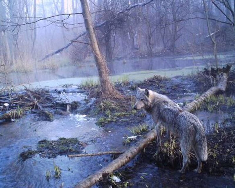 Wolf in Wetland — Gray
