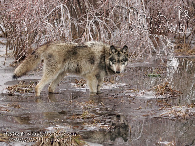 Wolf in Wetland