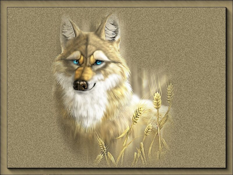 wolf in wheat field