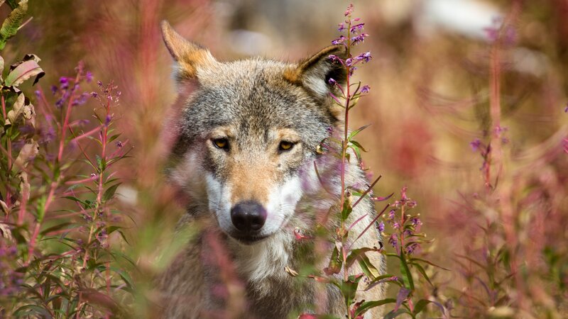Wolf in Wildflowers — Gray