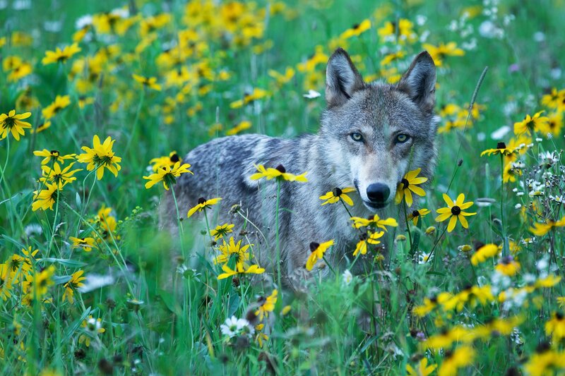 Wolf in Wildflowers