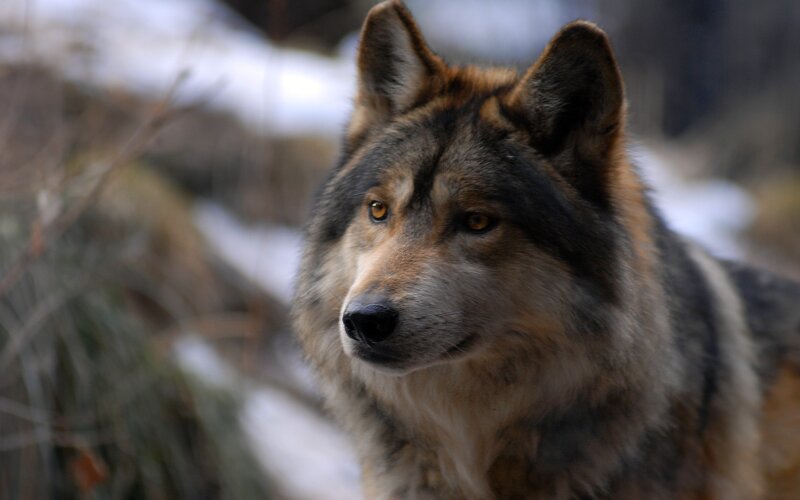 Wolf in Winter — Alert
