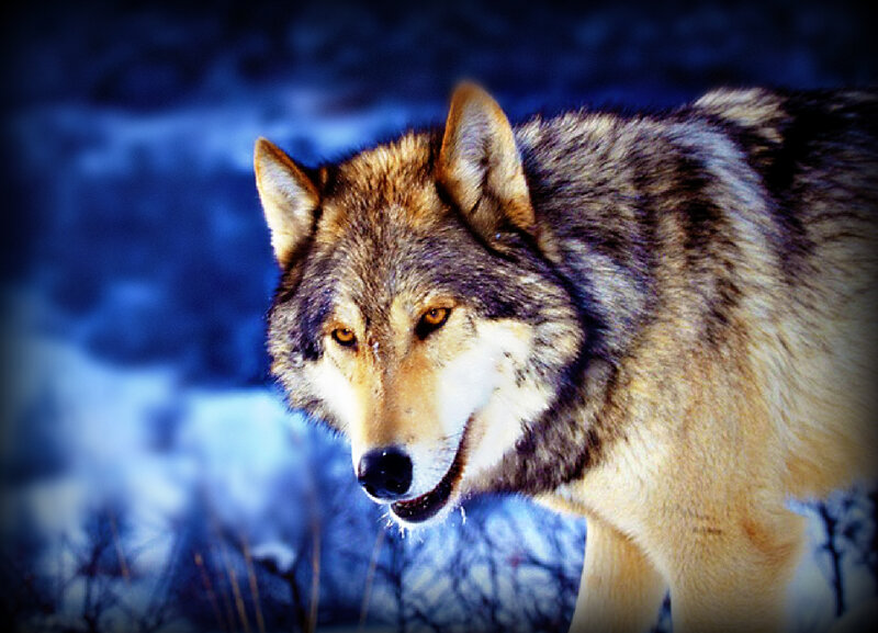 Wolf in Winter — Blue, Dramatic